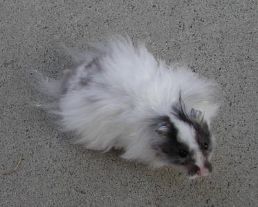 Long Haired Male