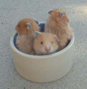 Agouti Yellow Syrian Youngsters