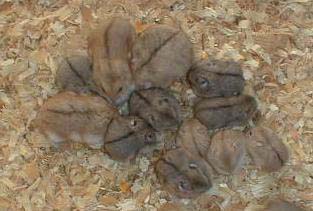 Brindled BEA Litter