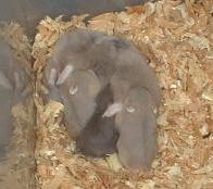 Dove Mother with Litter