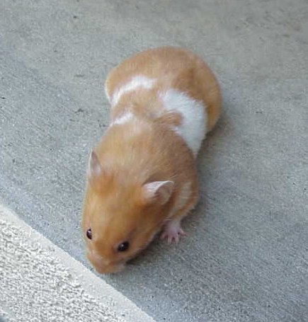 SH Cinnamon Banded Female Syrian