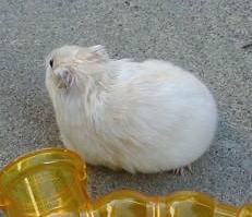 Roan hamster cheap