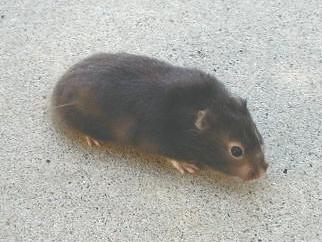 Long Haired Syrian Sable Female