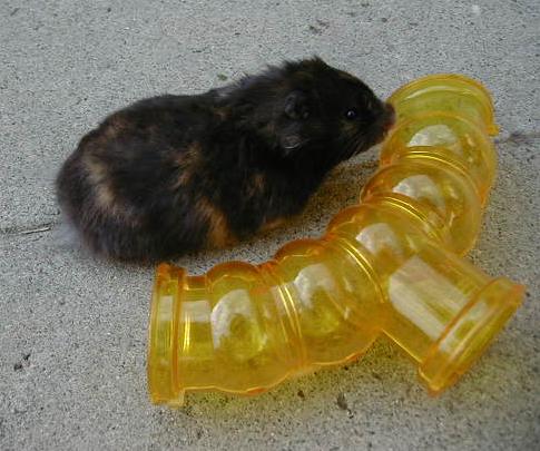 Tortoiseshell sales syrian hamster