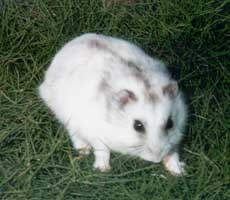 Winter White in his winter coat